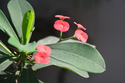 Goa Flowers - Download Goa Photos